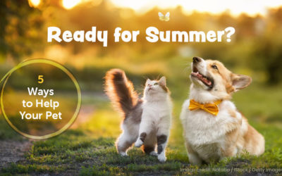 Read for Summer?  5 Ways to Help Your Pet