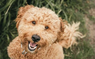 Healthy Teeth, Healthy Heart: Why Dental Care Matters