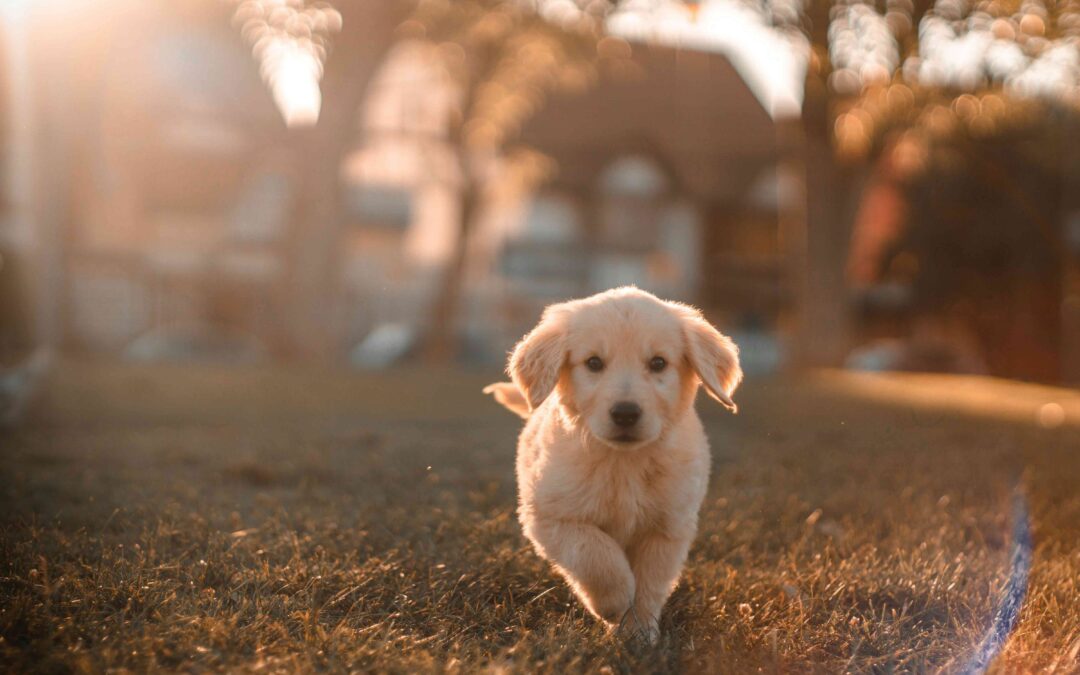 Pet Safety Tips